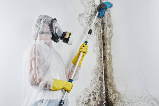 Attic Mold Removal in Battlement Mesa, CO