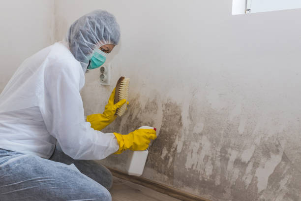 Crawl Space Mold Removal in Battlement Mesa, CO