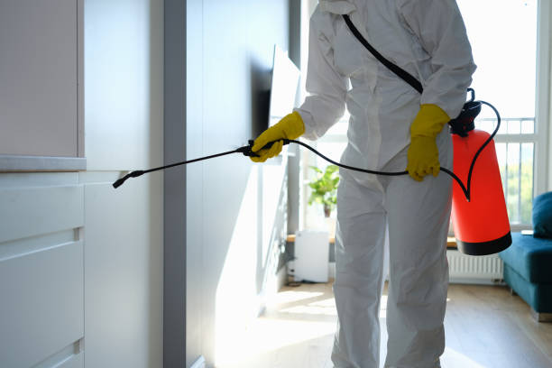 Best Certified Mold Removal  in Battlement Mesa, CO