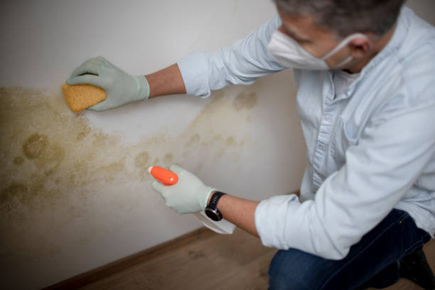 Best Mold Removal Company Near Me  in Battlement Mesa, CO