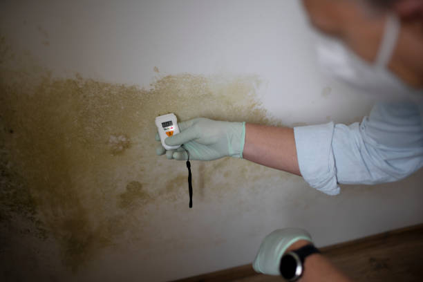Best Office Mold Removal Services  in Battlement Mesa, CO