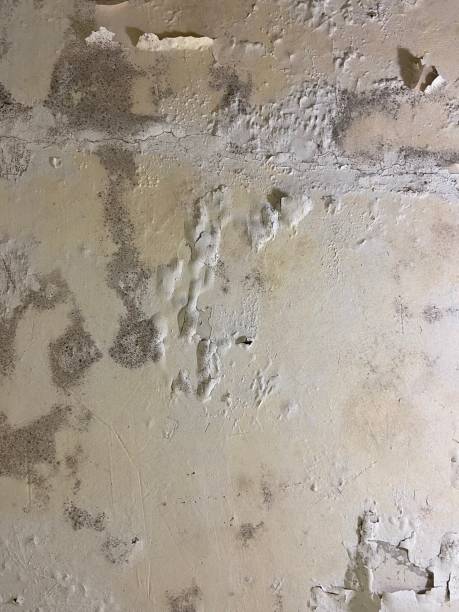 Best Commercial Mold Removal  in Battlement Mesa, CO