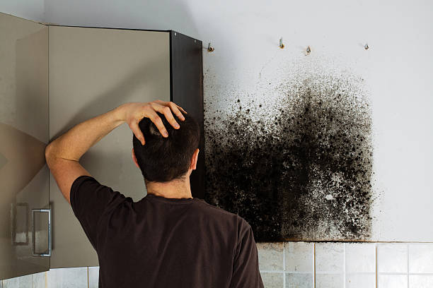 Best Mold Remediation Services  in Battlement Mesa, CO