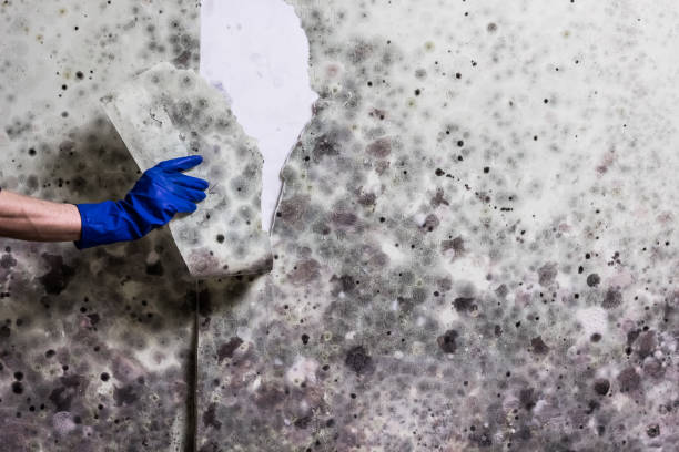 Best Residential Mold Removal  in Battlement Mesa, CO
